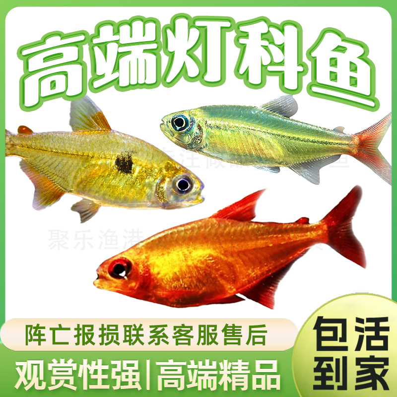 南美灯鱼中高端灯鱼群游活体观赏小型热带鱼好养草缸可卡灯魔鬼