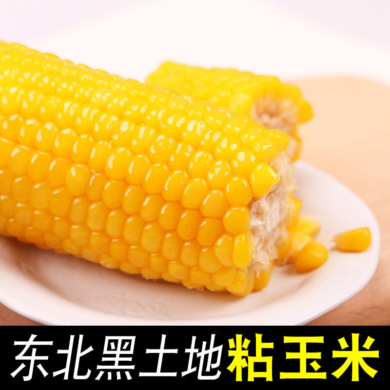 【糯玉米】东北黄糯玉米棒糯9粘苞米新鲜玉米糯苞米粘玉米棒新鲜