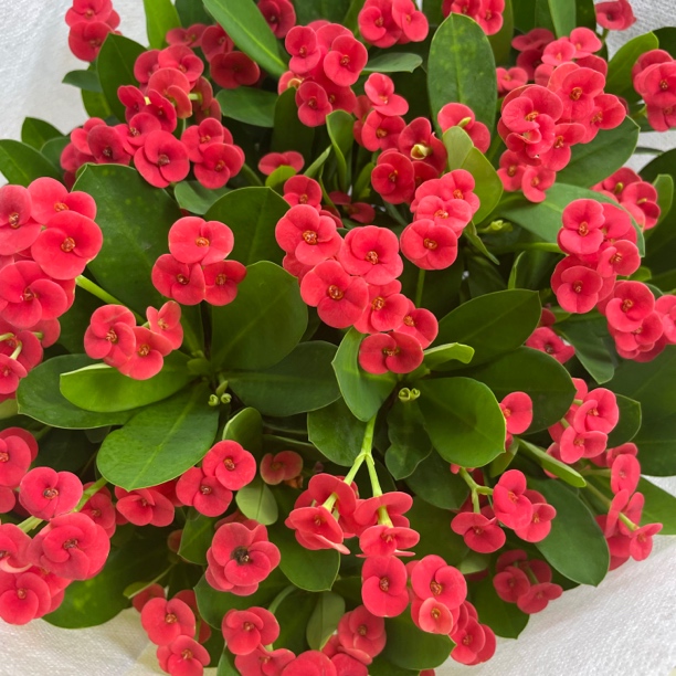 虎刺梅俏佳人耐热耐干阳台自行车庭院花园喜阳植物凤仙花