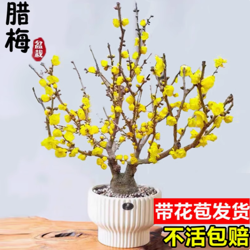 【送营养液】腊梅花树苗盆栽室内浓香型蜡梅四季耐寒花卉易活阳台