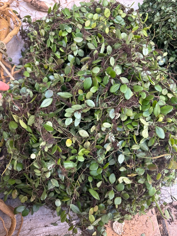 石瓜子抱石莲新鲜鱼鳖草抱树莲瓜子草金龟藤新鲜瓜子草报石莲甘草