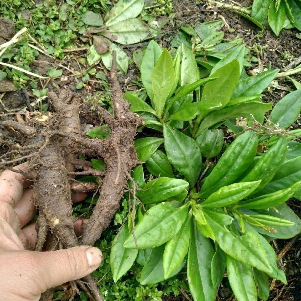 广西野生土人参煲汤可种植土人参土高丽参枦兰红参锥花飞来参车钱