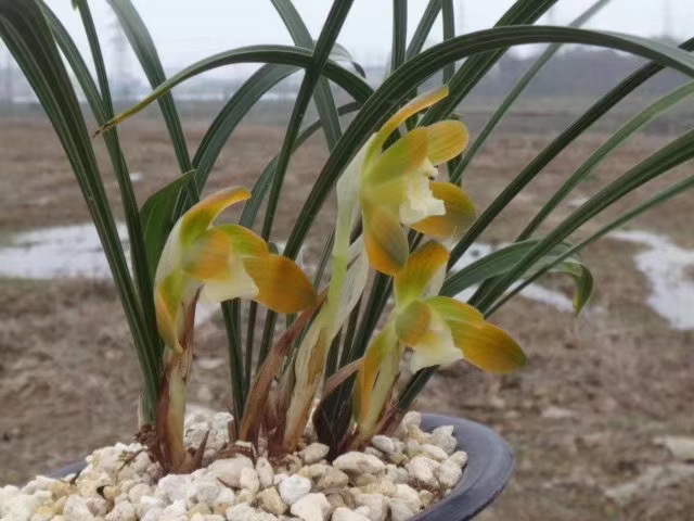 大洪山绿植盆栽花卉