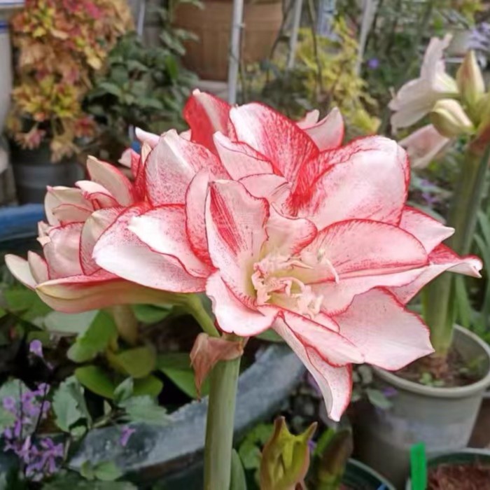 进口朱顶红种球重瓣盆栽花卉