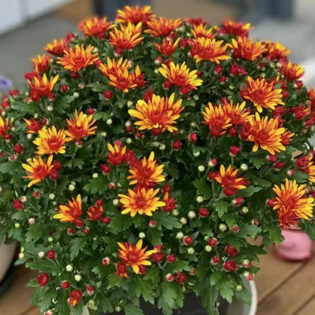 【金秋岁月】千头菊 四季开花耐寒耐热阳台庭院观花室内室外种植