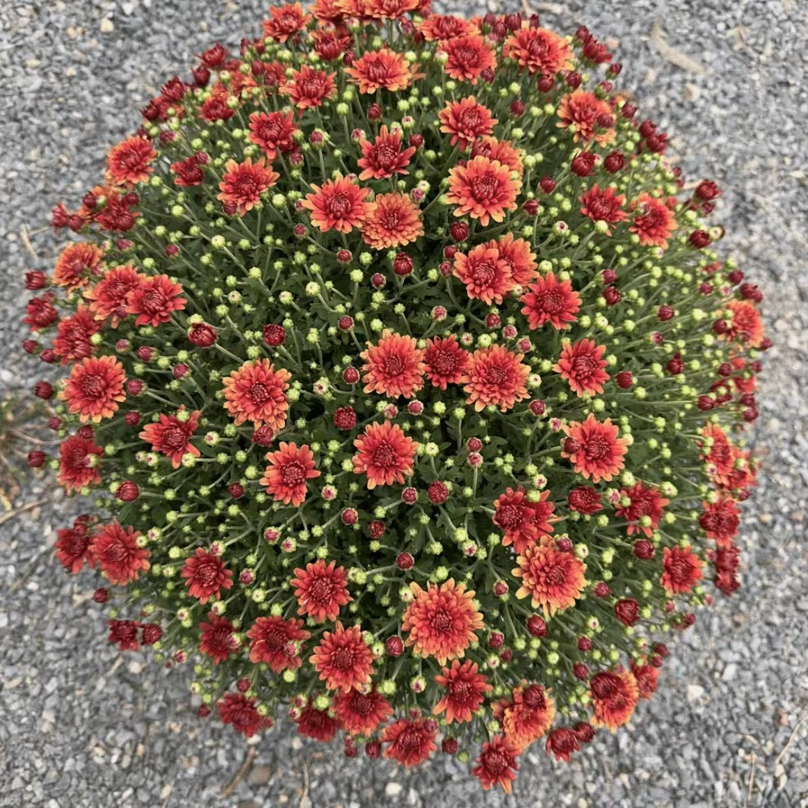 【珊瑚果汁】千头菊 四季开花耐寒耐热阳台庭院观花室内室外种植