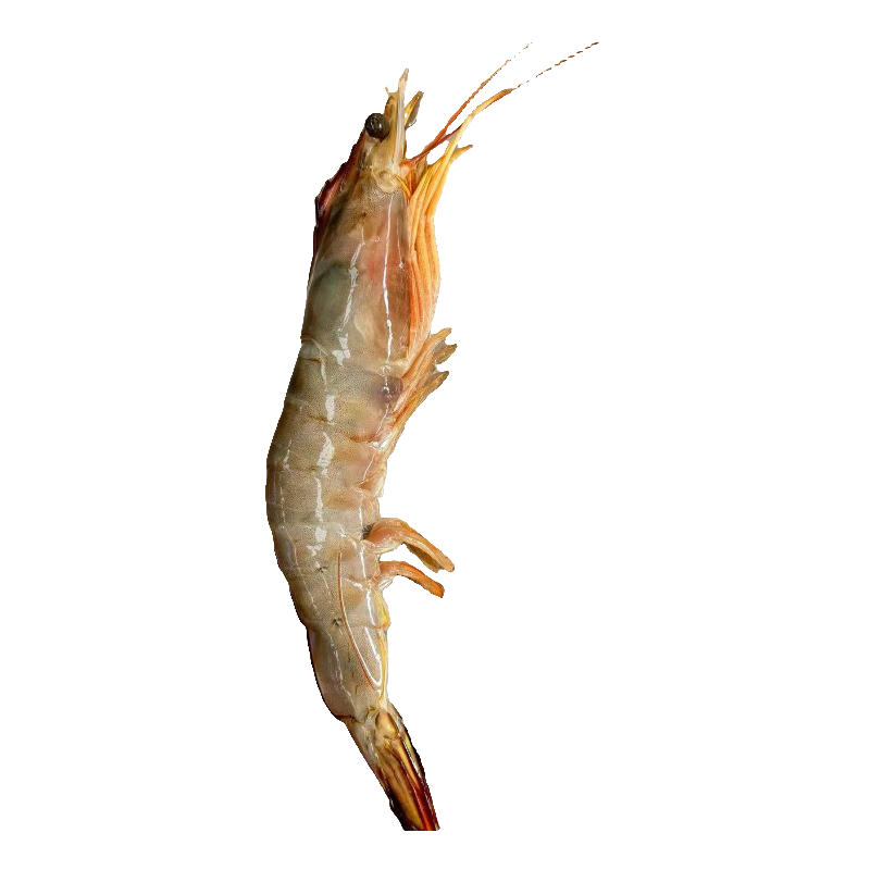 深海野生海捕大对虾3斤共13只左右优质