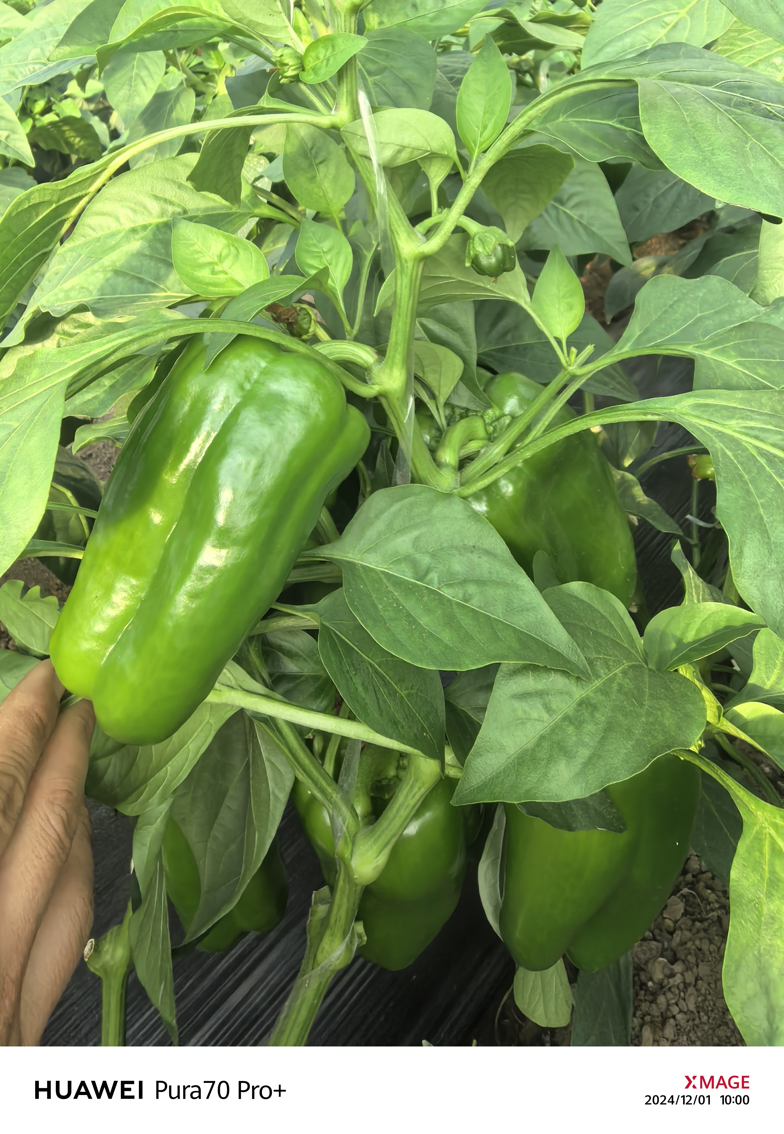 肥料花见花开（高配版）