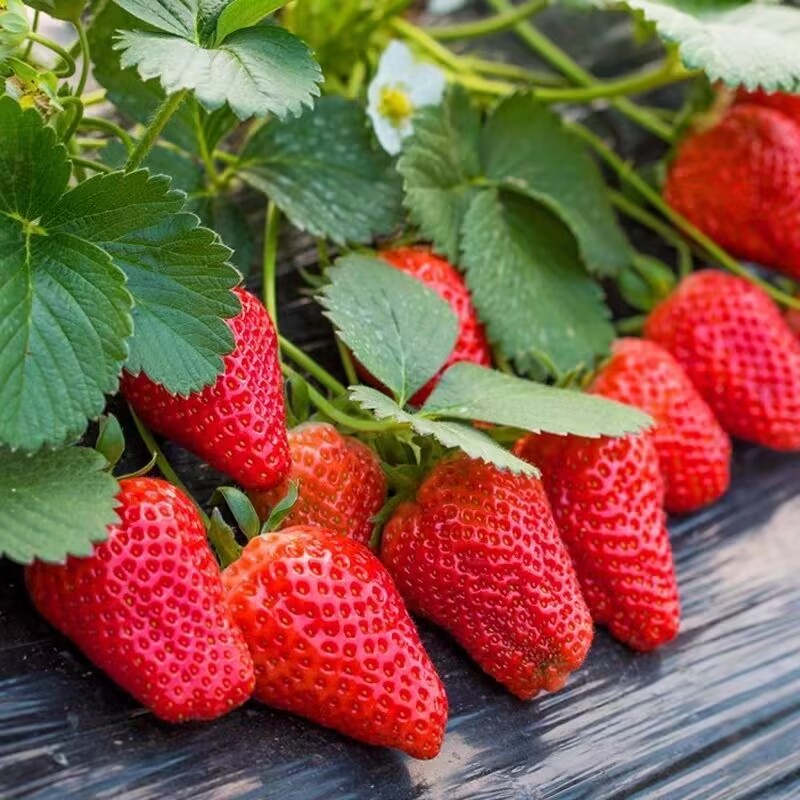 四季奶油草莓种子耐寒盆栽草莓籽庭院阳台种植多年生高产水果种子