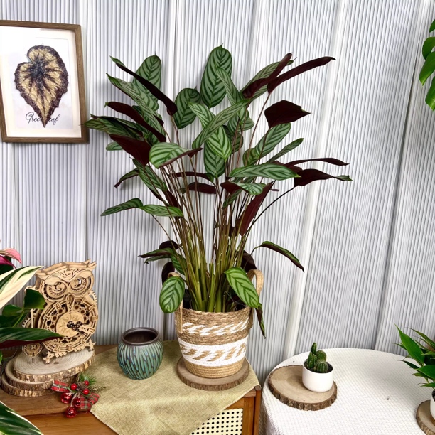 植绘空间 新飞羽竹芋室内耐阴大型绿植盆栽易养护