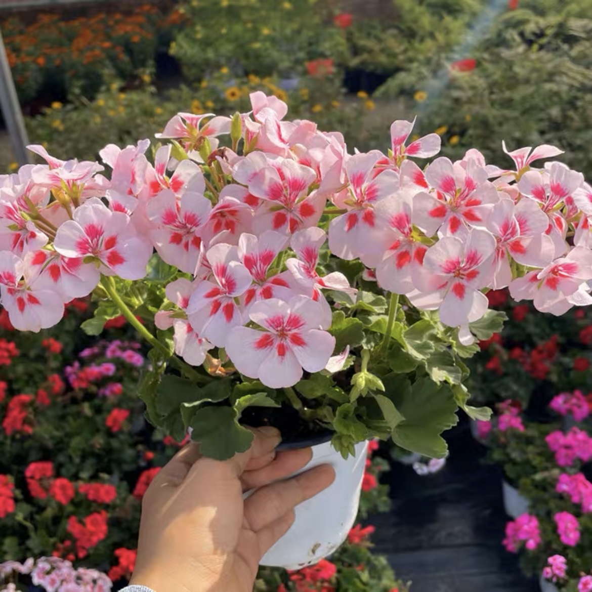 【天使之眼】直立-天竺葵包邮