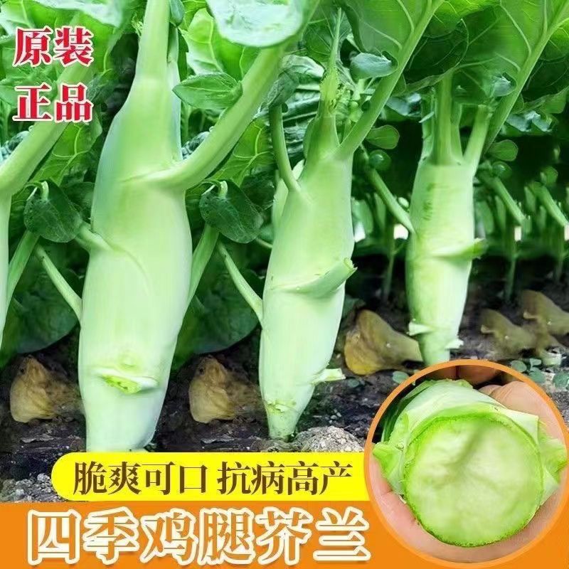 【9.9三包】鸡腿芥兰种子芥蓝菜种籽夏季种菜园种植耐热蔬菜种孑