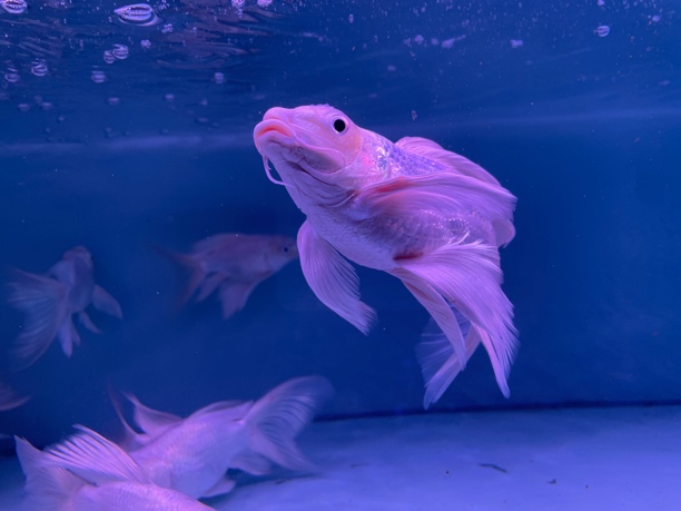 16-18cm   1条精品石膏白球体蝴蝶鲤冷水观赏鱼群游