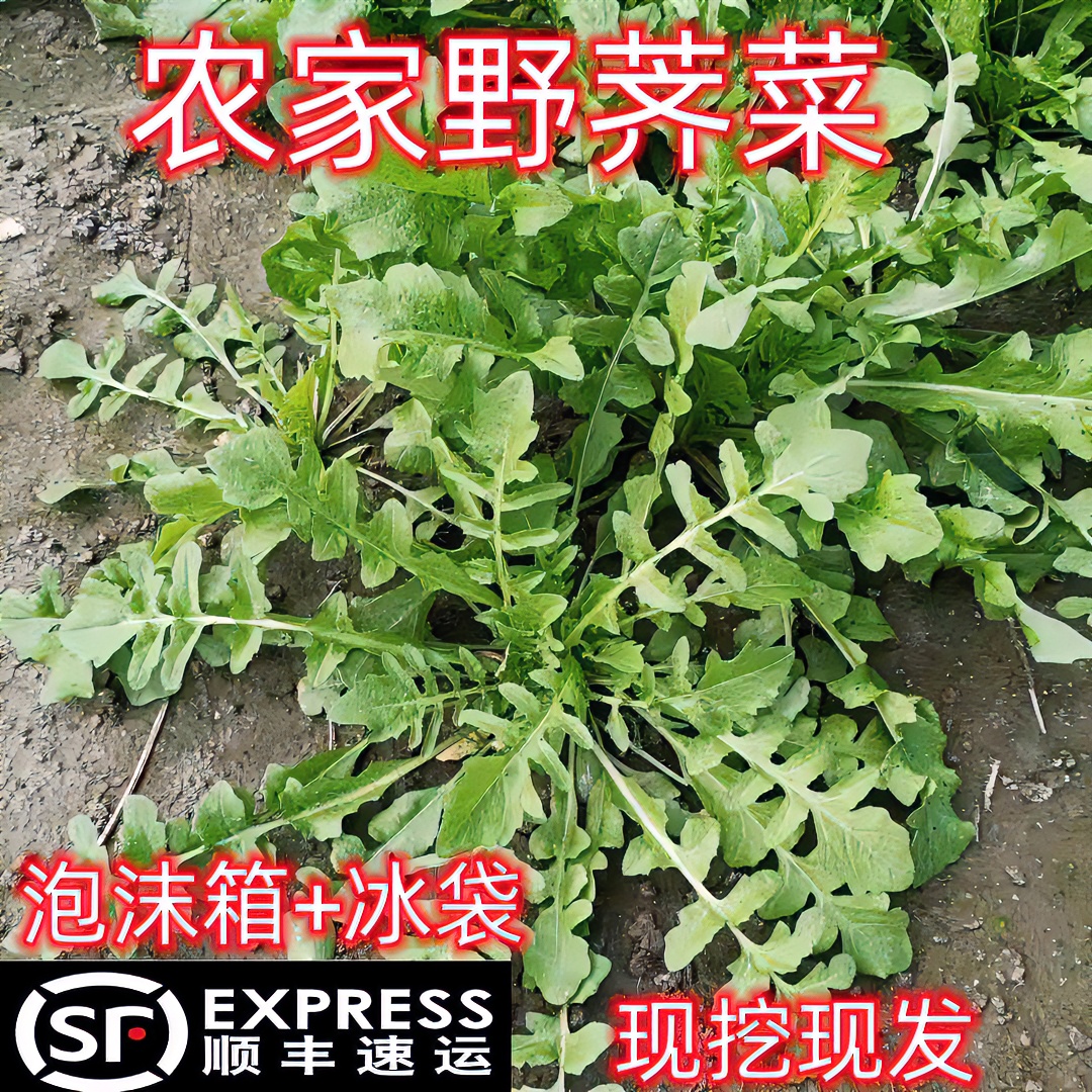 【顺丰包邮】农家现挖自种荠菜野蔬菜现挖现发月子菜春卷陷