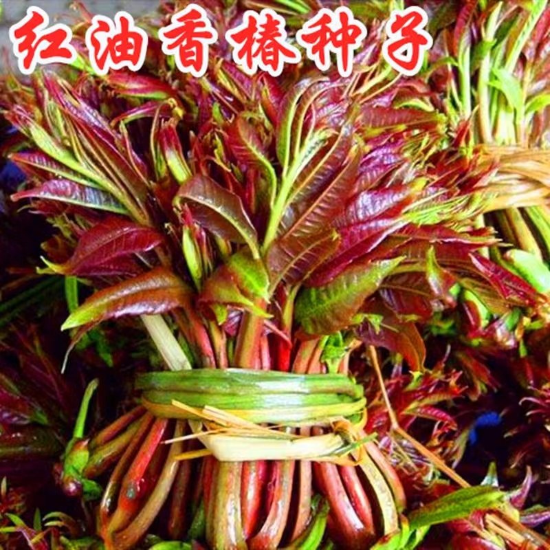 正宗红油香椿种子去翅速生芽苗菜连续树种全国春秋可种植简单全国