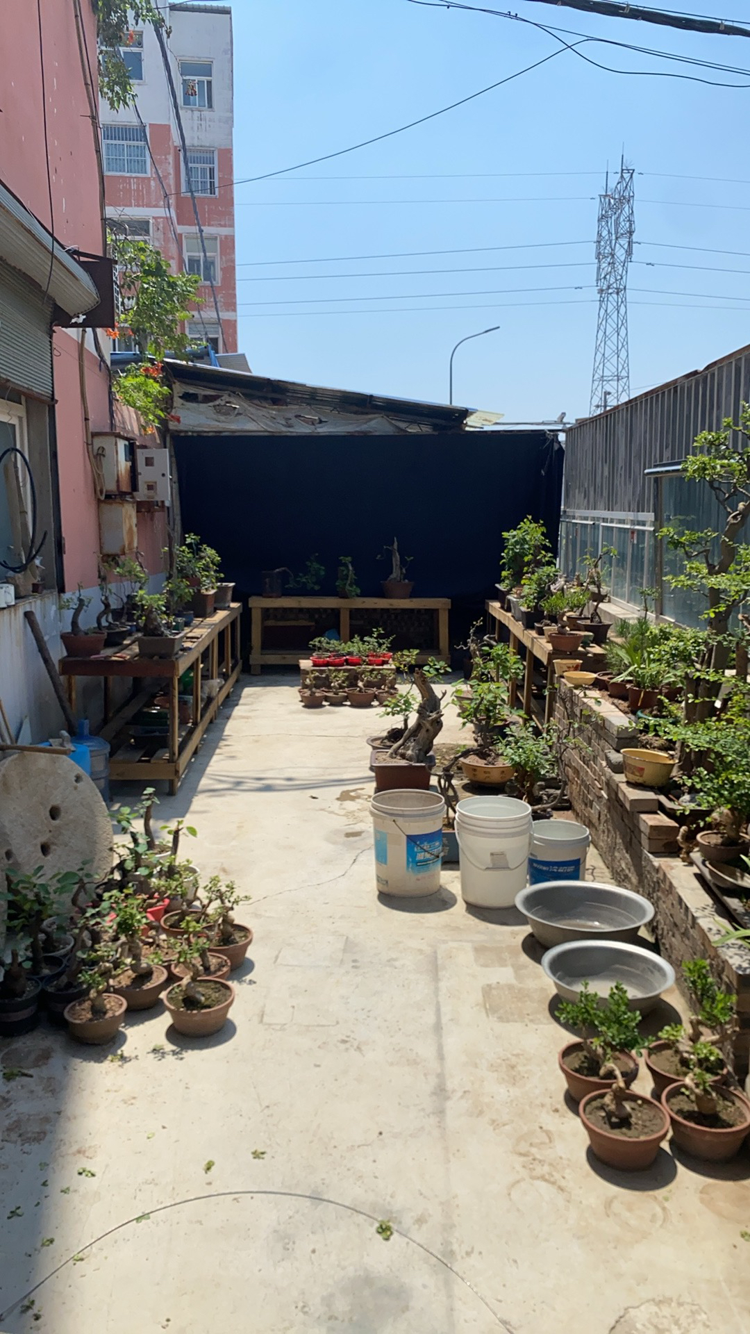 香山红叶黄栌盆景