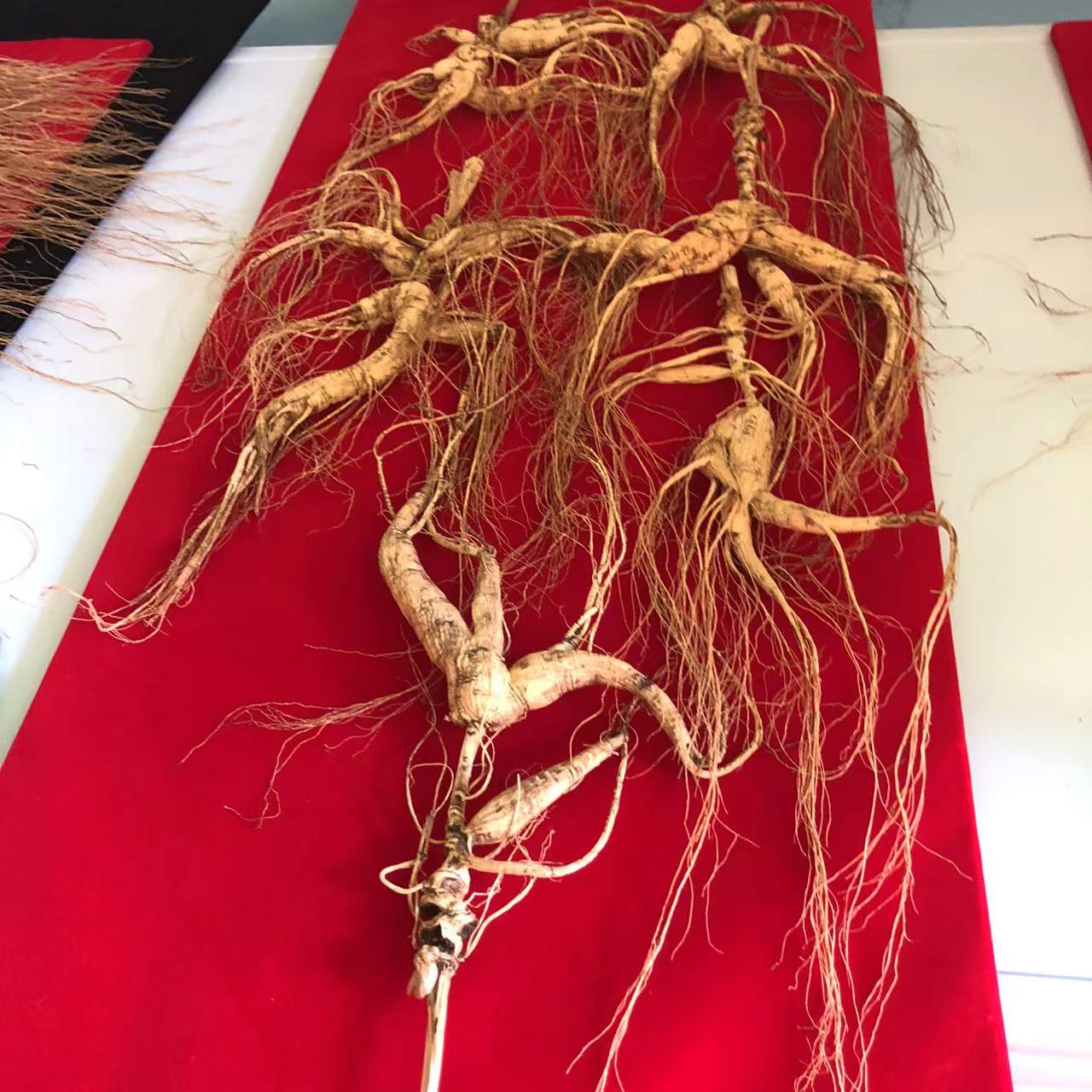 直播间专拍专用链接 ----长白山人参礼 盒..