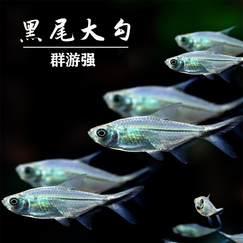 观赏鱼黑尾大勾小型灯科鱼草缸群游淡水热带活体养殖饲养发货