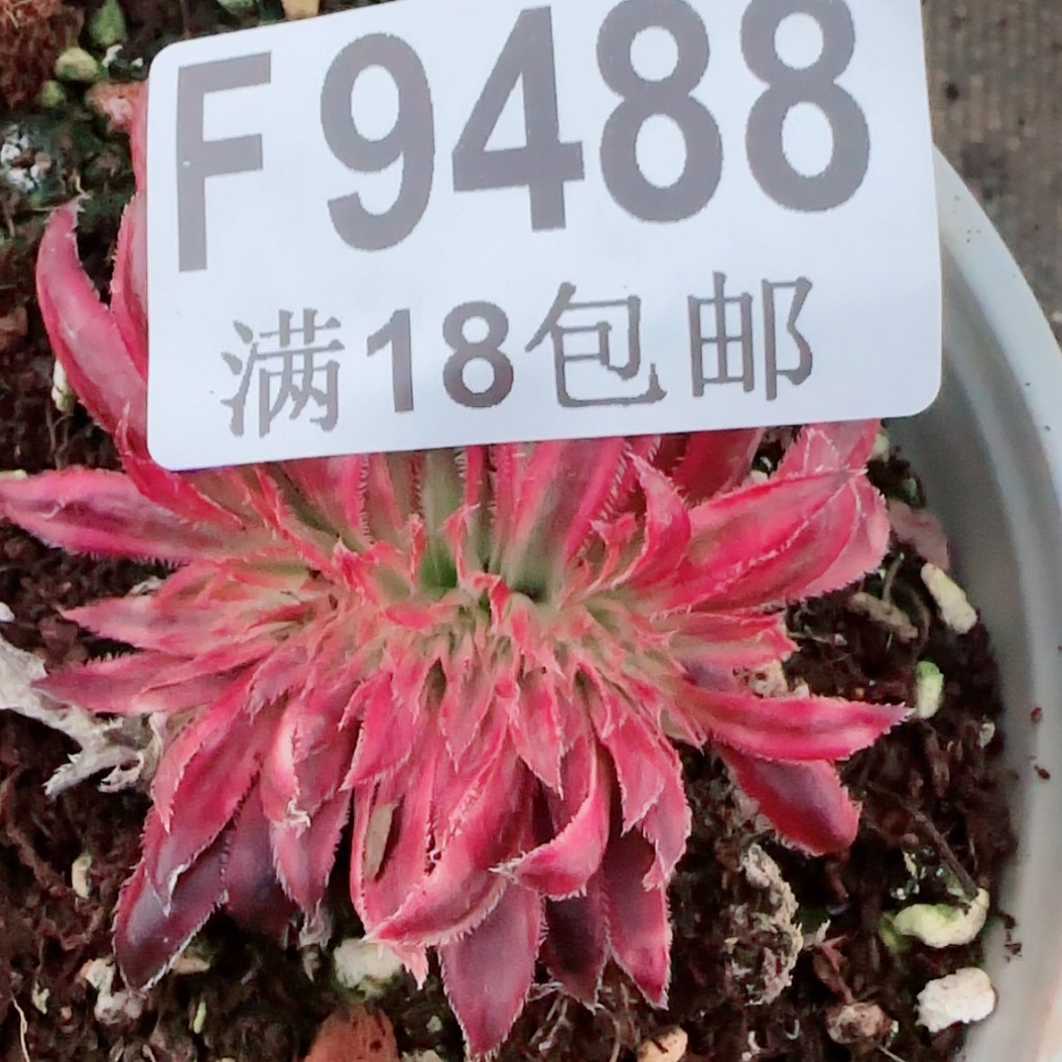 【闪购商品】F9488