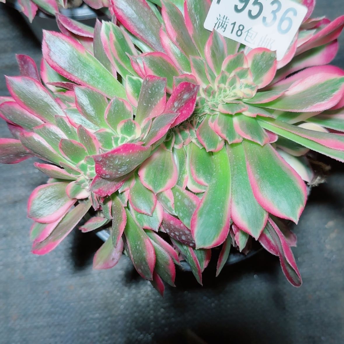 【闪购商品】F9536