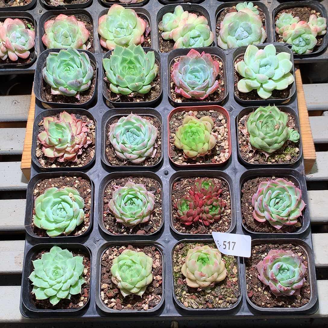 16-517一物一拍带盆16颗