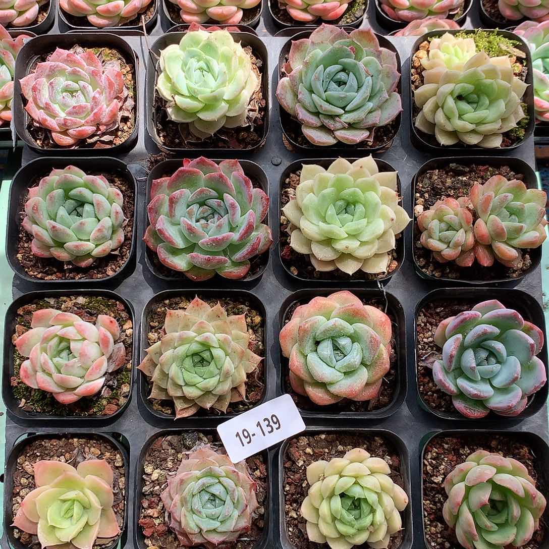 19-139一物一拍带盆土16颗