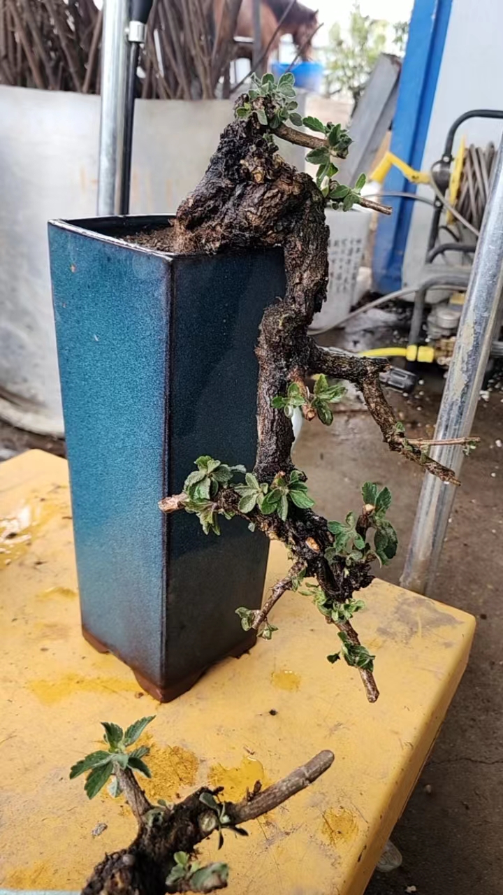 生桩盆景绿植园艺素材