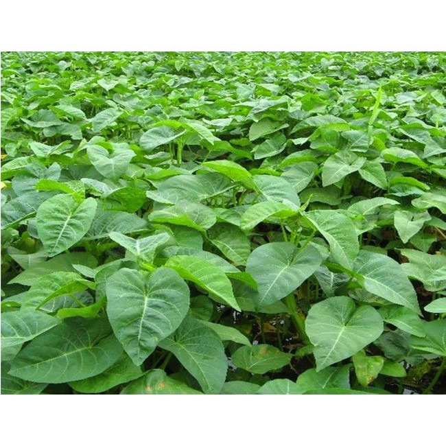 空心菜种子大叶空心菜的种子四季播种阳台盆栽圆叶蔬菜青梗可水培
