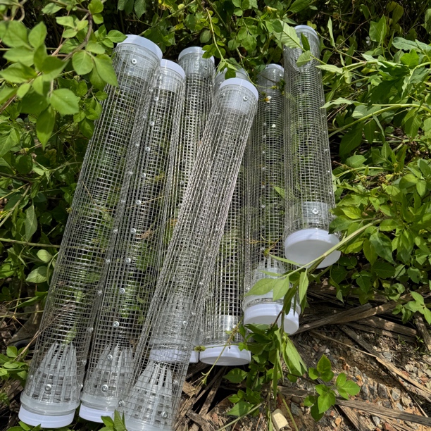 阿伍马蜂收蜂笼金环黑尾专用收蜂笼