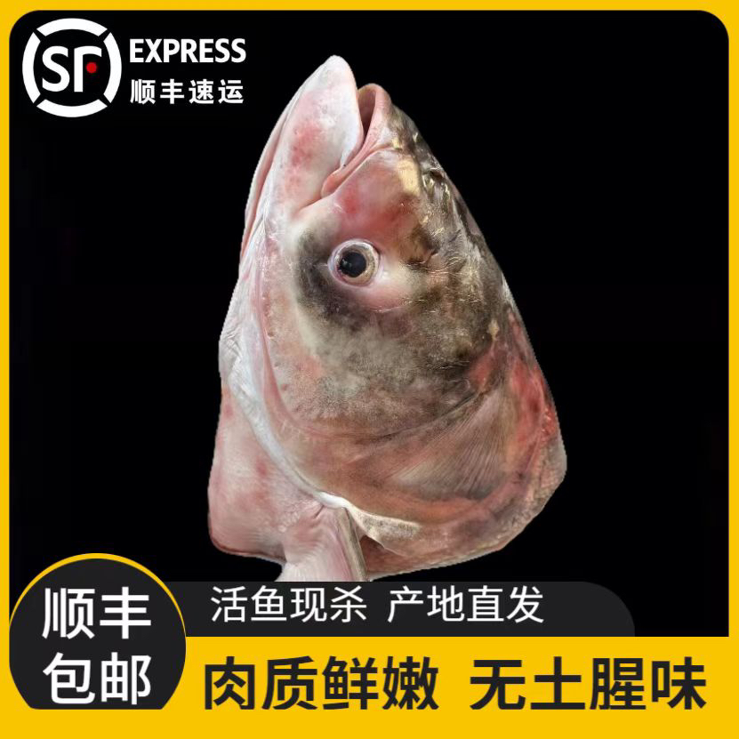 东北胖头花鲢鱼头去鳃净重6-7斤顺丰包邮速冻发货