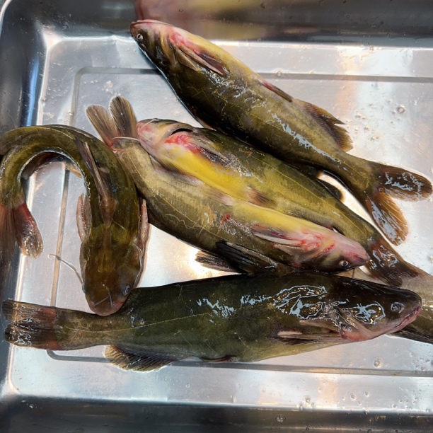 东北冷水嘎牙鱼6斤，大小不等多条，速冻顺丰包邮