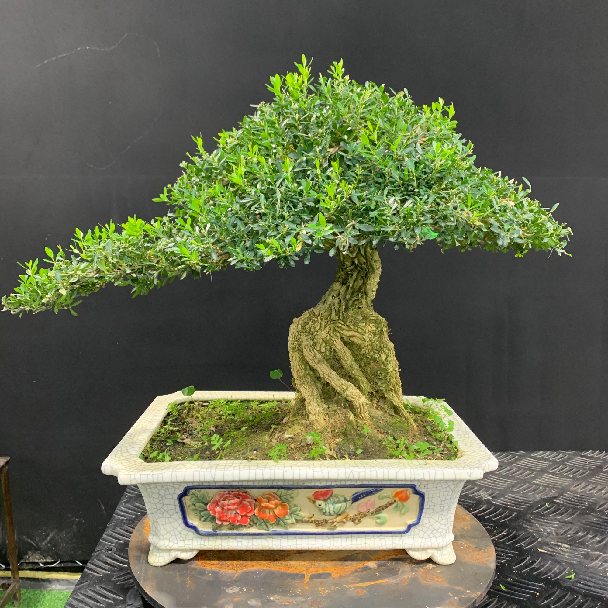 【103号】日式蟠扎满贯矮霸黄杨盆景提根盆栽四季常青植物好养易活