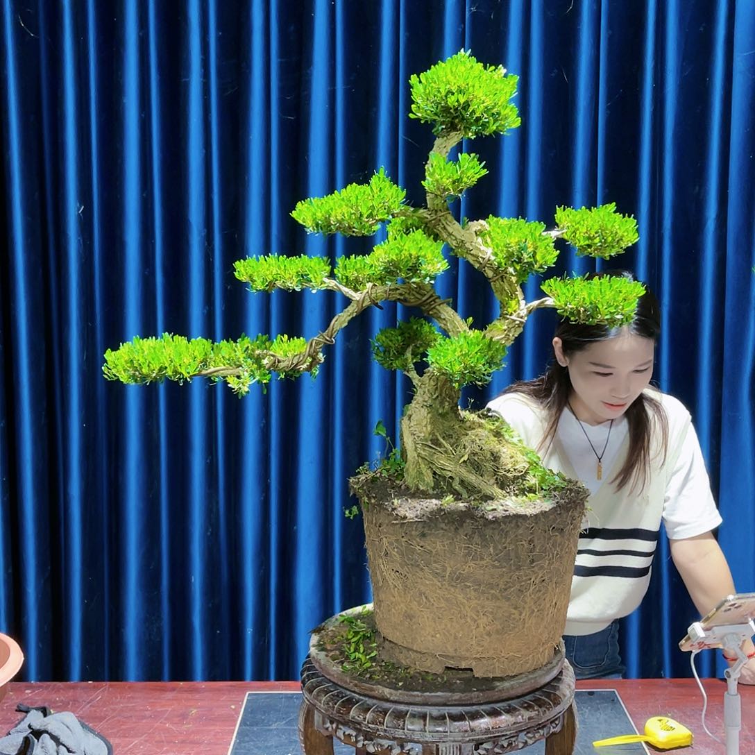 广东皱皮雀舌黄杨广东黄杨盆景