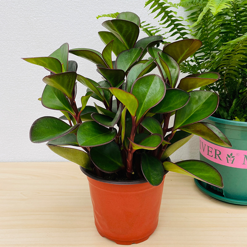 红碧玉豆瓣绿植物室内桌面盆栽卧室书房净化空气四季常绿小型绿花