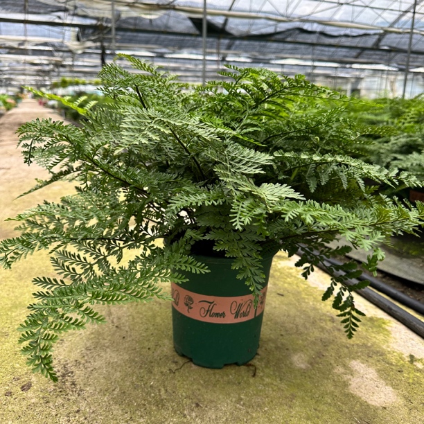 吉姆蕨类观叶室内办公室桌面卫生间盆栽耐阴不要光照好养懒人绿植