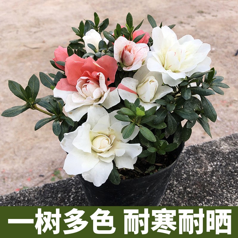 五宝绿珠杜鹃花盆栽夏鹃一树多色重瓣杜鹃红白花耐寒耐晒室外室内