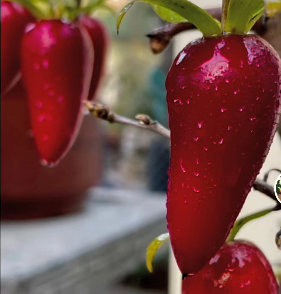 老鸦柿品种嫁接苗直播专用 私拍不发