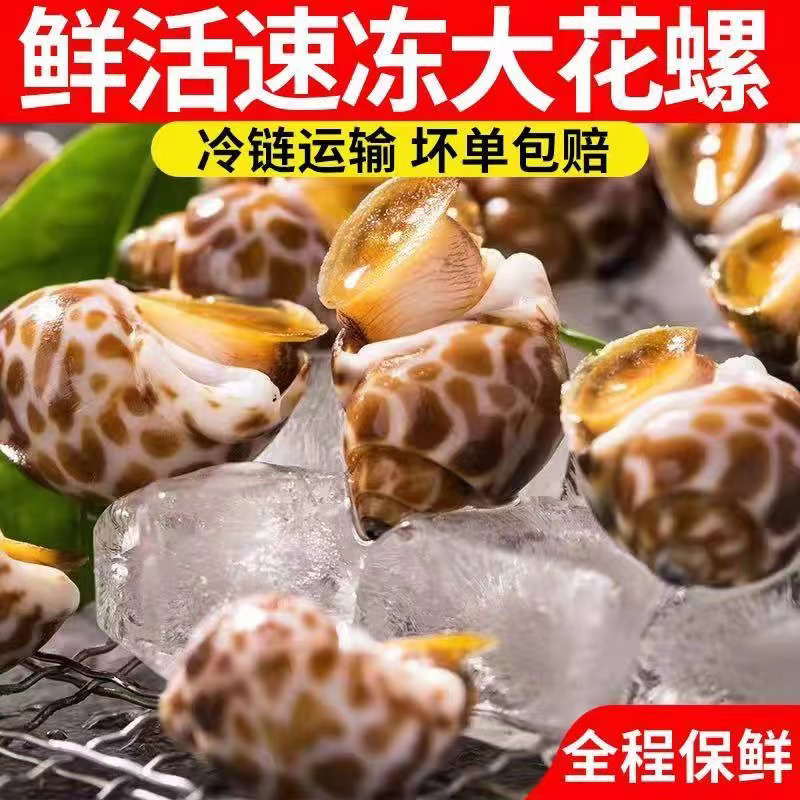 鲜活速冻大花螺3斤（海鲜直播间送1斤）4斤中秋活动中