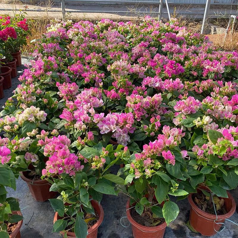 红樱四季开花原盆原土发阳台庭院好养（基地塑料盆不包损）