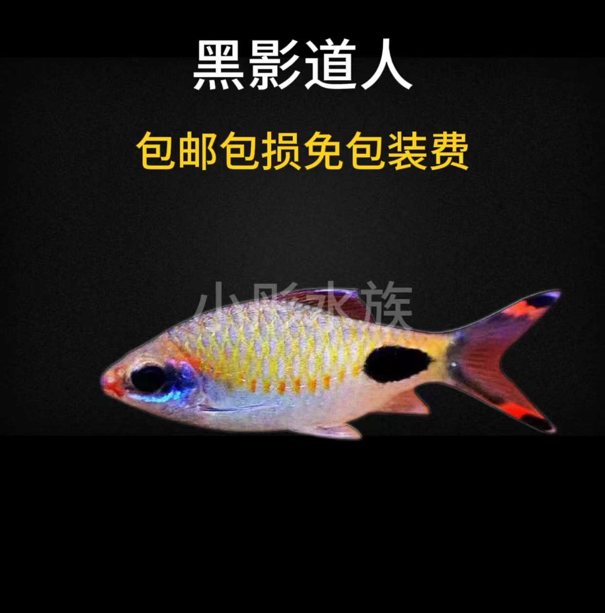小彤水族一眉道人观赏鱼黑影道人群游淡水鱼灯科鱼温顺饲养水族