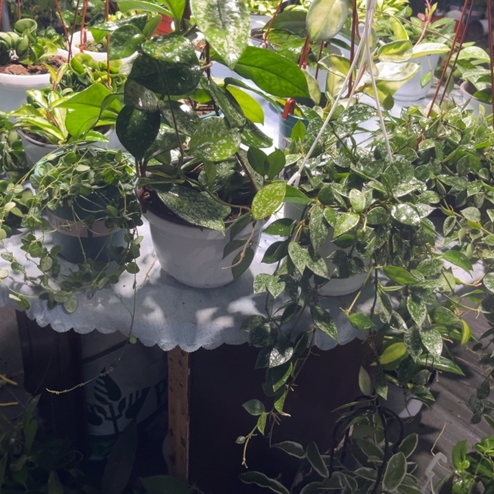 球兰直播间一物一拍