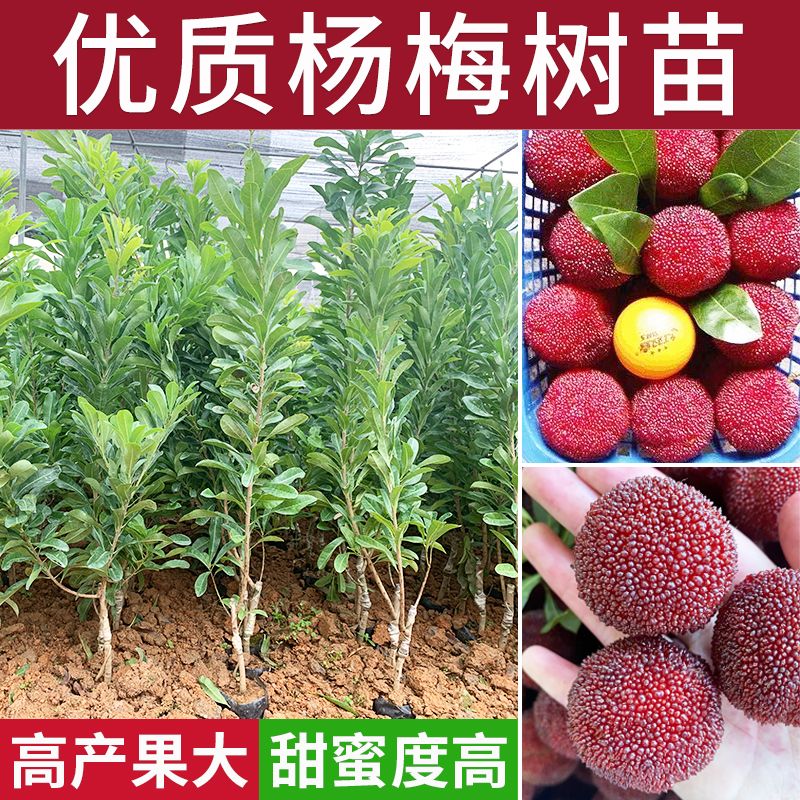东魁杨梅苗黑炭杨梅果树带土带叶发杨梅果树可盆栽地栽