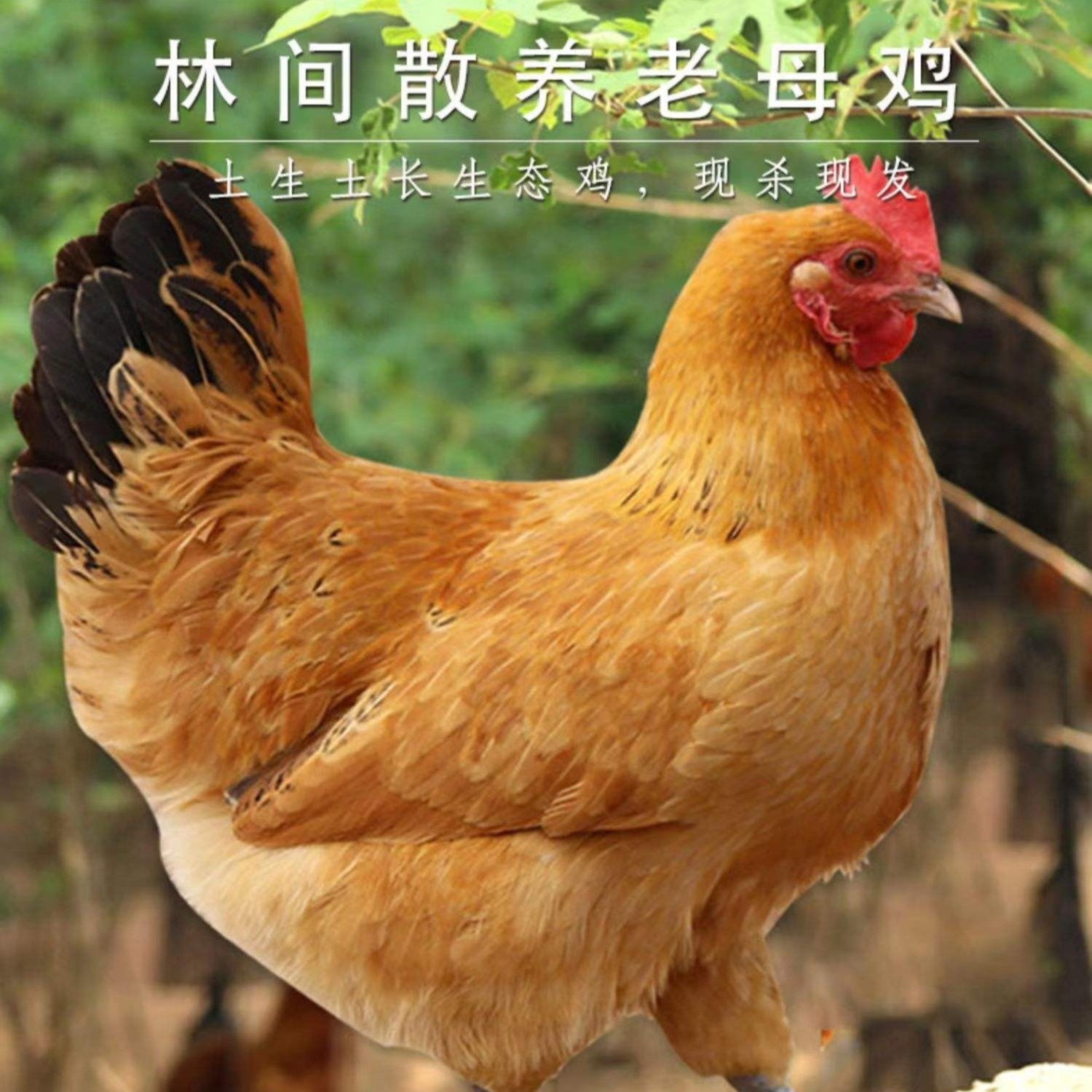 湖北红安跑步鸡草鸡农家散养老母鸡1年以上老母鸡顺丰包邮乡村