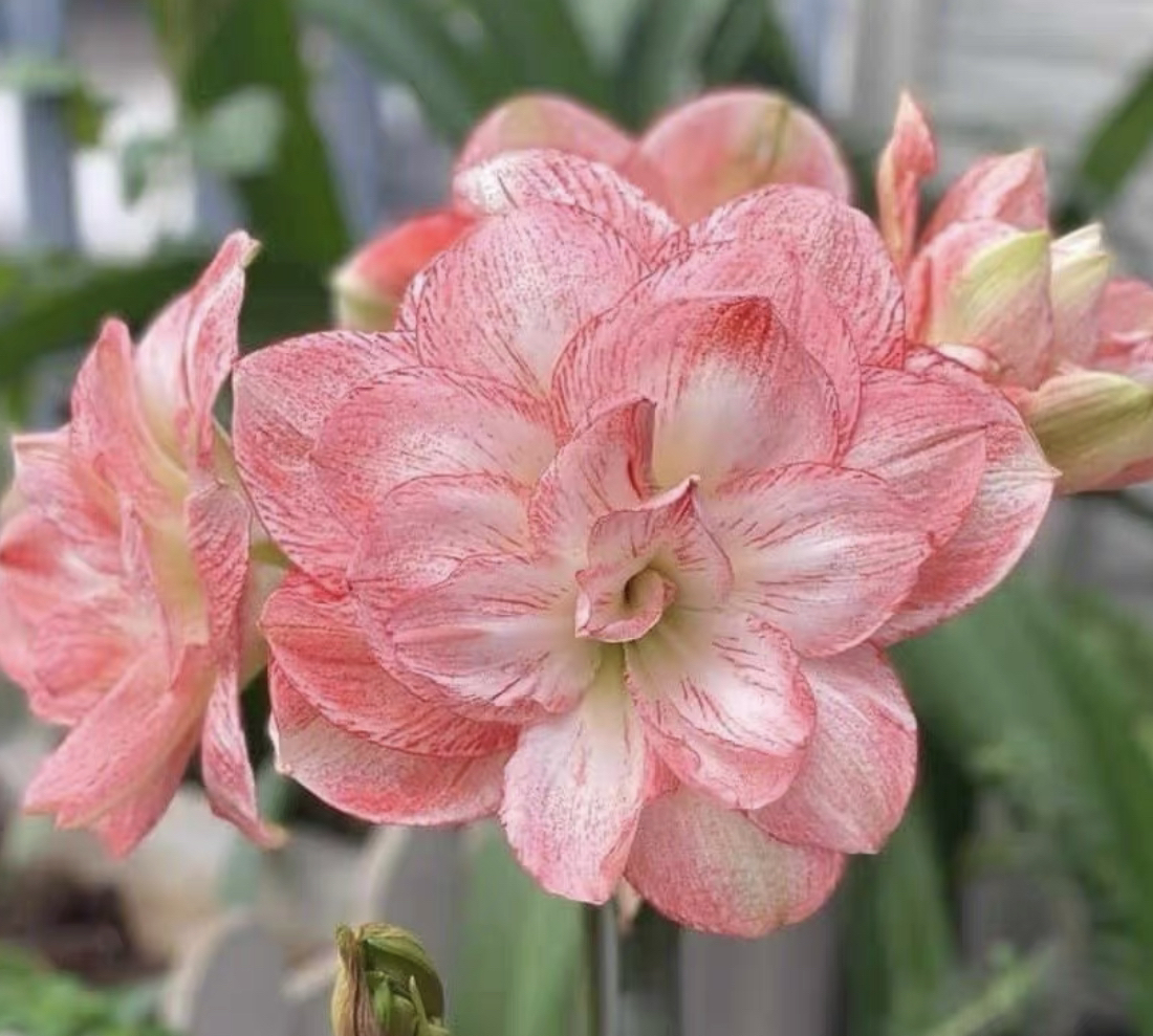 丽朵香妃朱顶红5厘米包对版 黄叶蔫叶属正常情况不接受慎拍