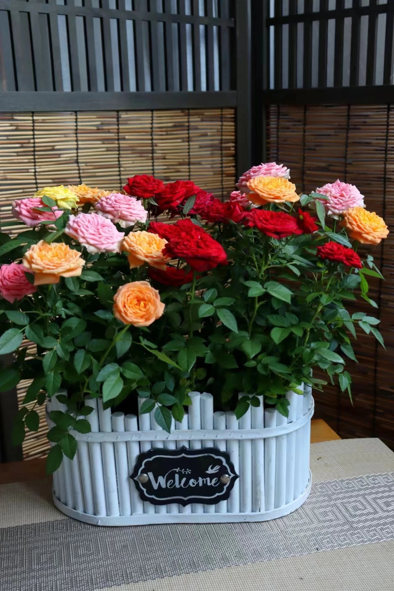 买二送一（果汁阳台 中国红 淑女3盆）精品玫瑰盆栽苗带花苞盆栽