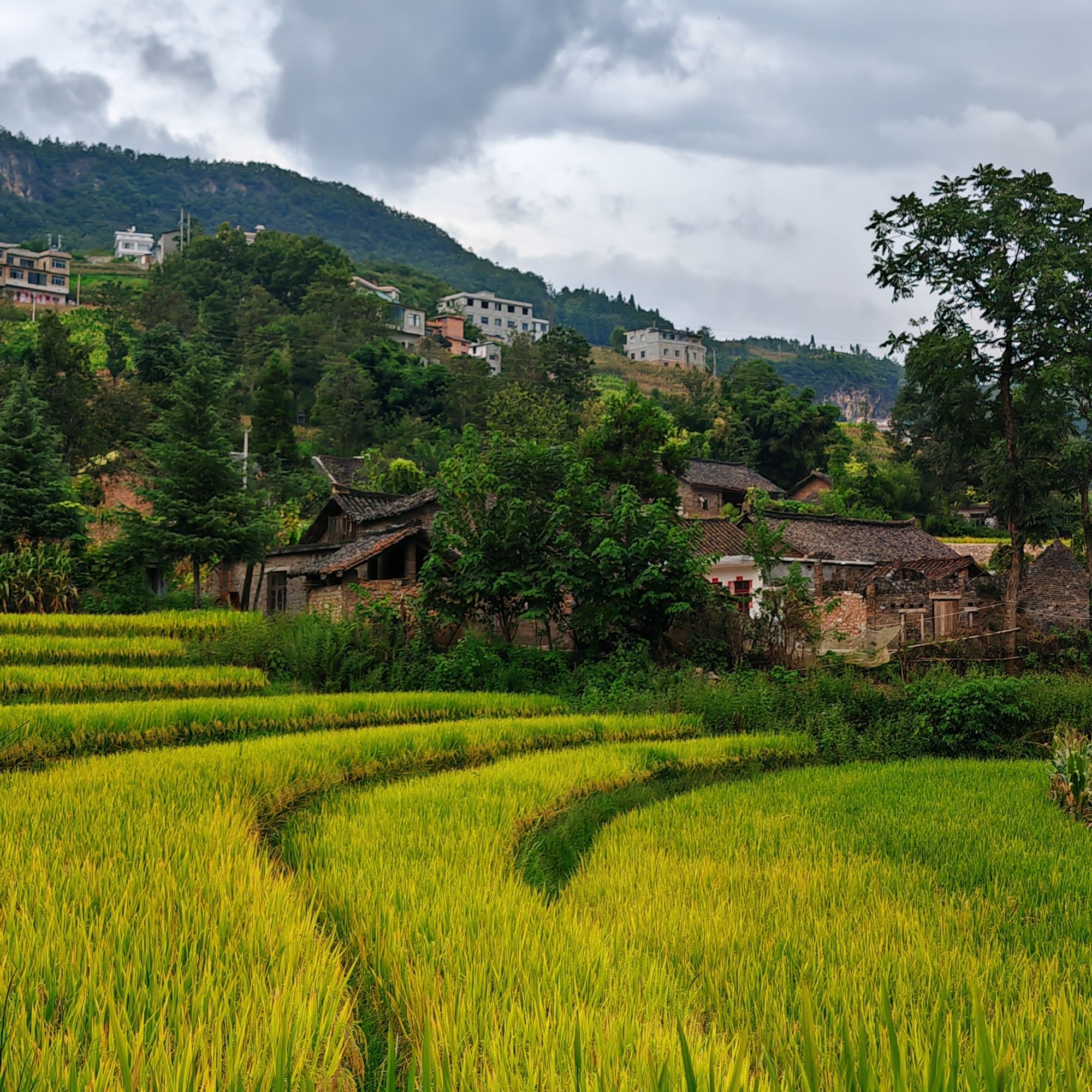 贵州高山农家自种新米今年新米现磨现发煮饭煮粥香米