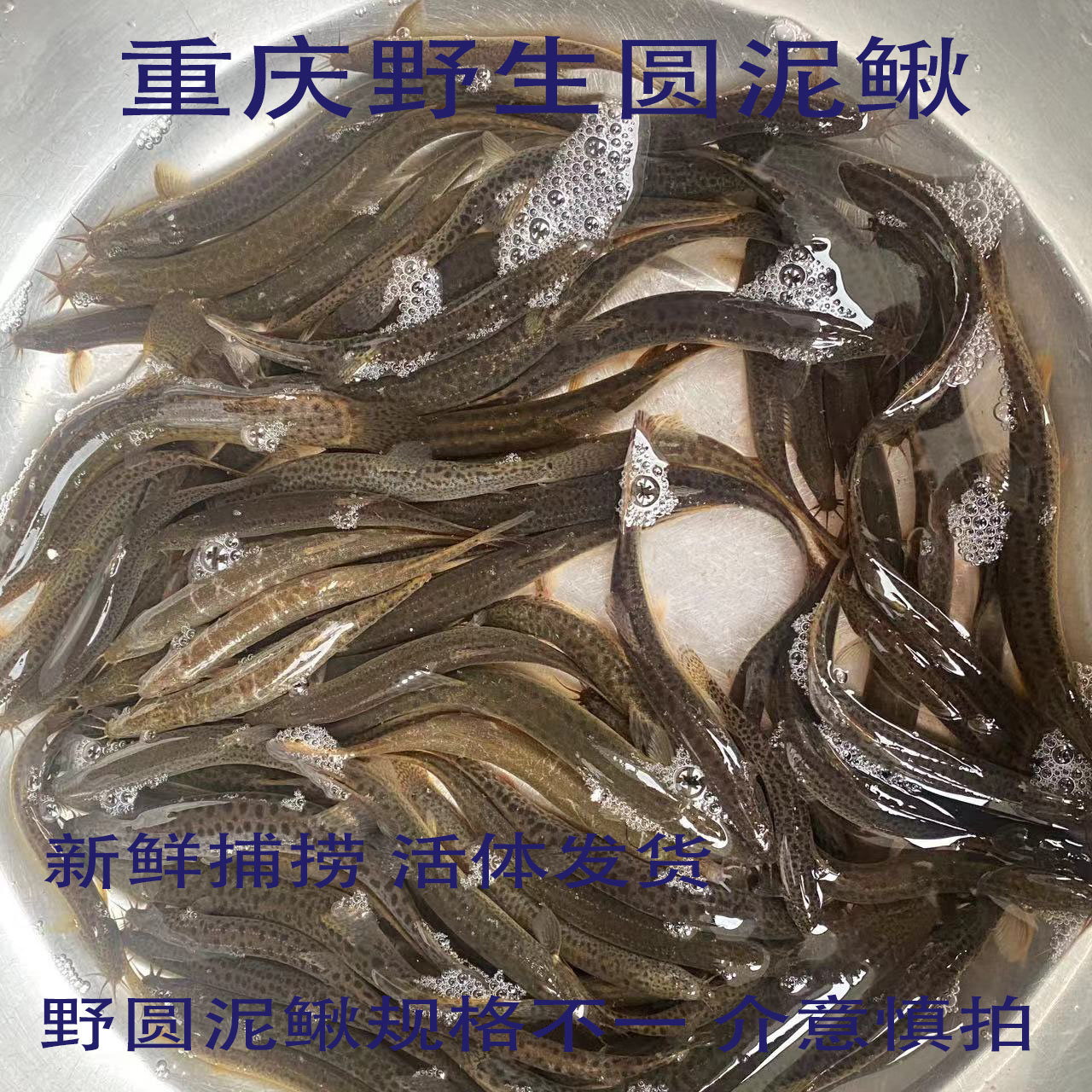 重庆活体泥鳅 土泥鳅 活体发货   野生杂交泥鳅 圆泥鳅 限售重庆