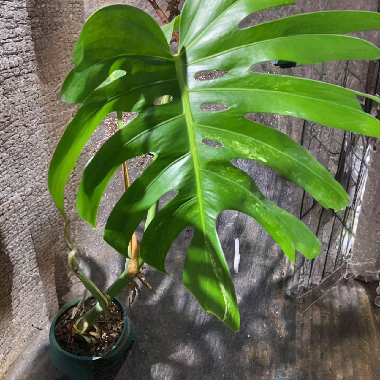 小刘家白龟鲜切无任何售后（不包锦化不包叶损）