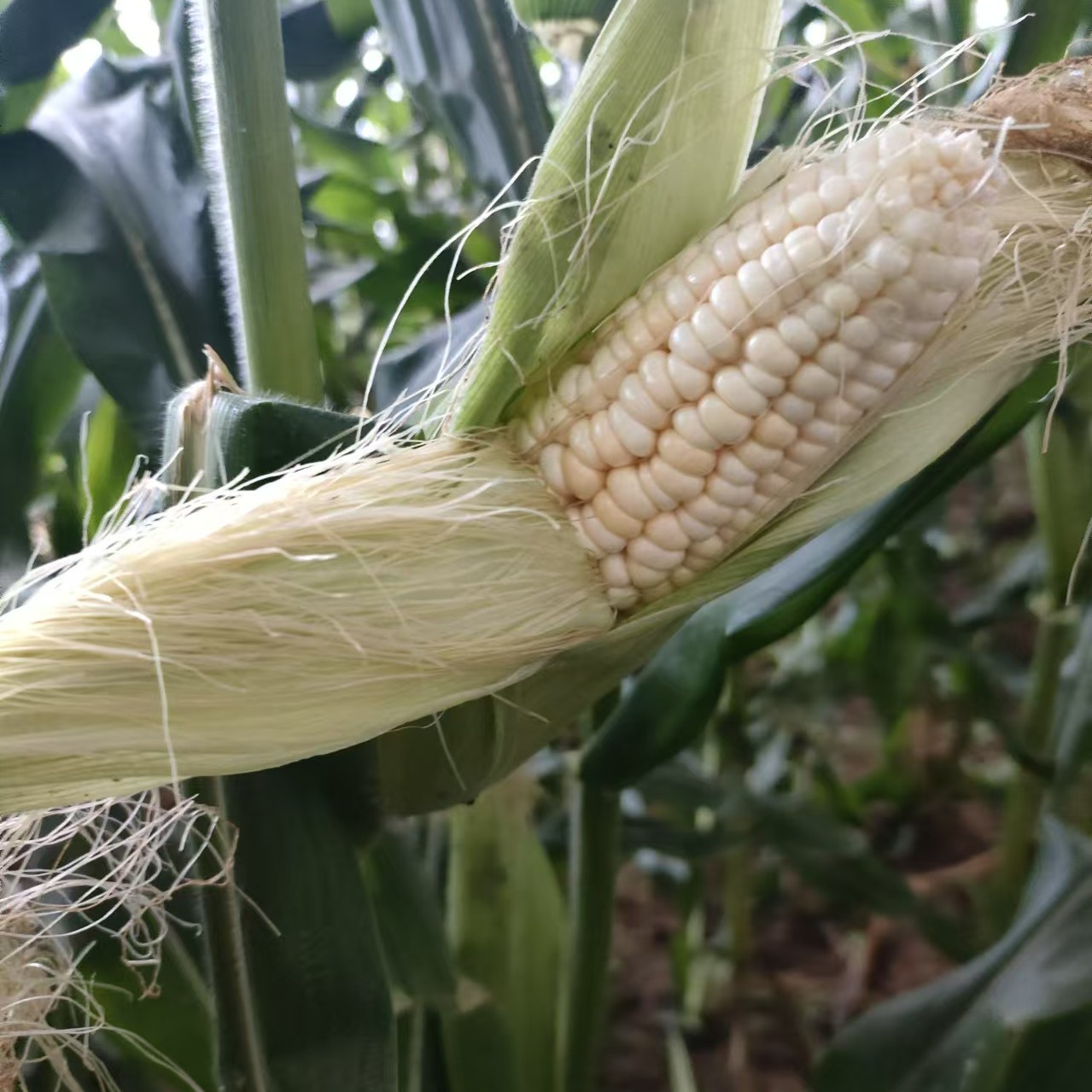 绿养道新鲜甜糯玉米336