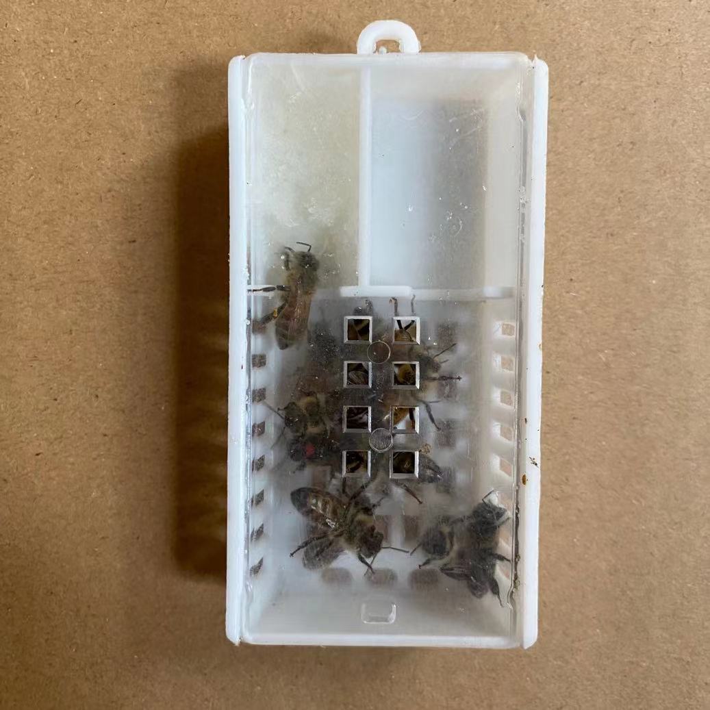 意蜂王 意蜂可用